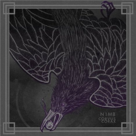 Corvus corax - NIMB