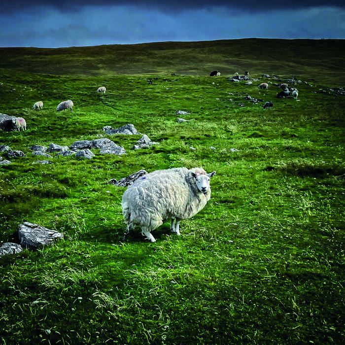 Pastoral - POOR GENETIC MATERIAL
