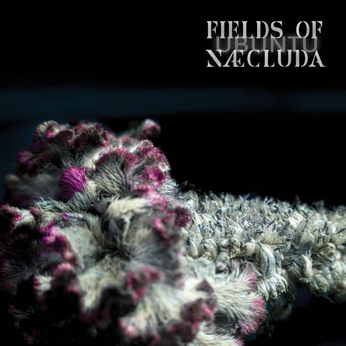Ubuntu - FIELDS OF NAECLUDA